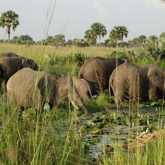 Queen Elizabeth National Park