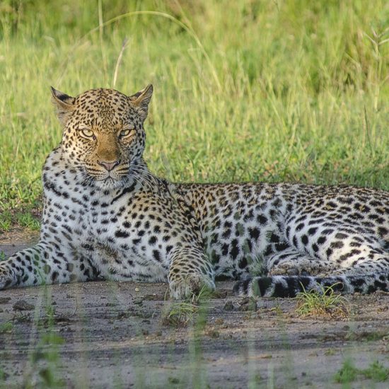 Leopard- Big 5 Safari Uganda