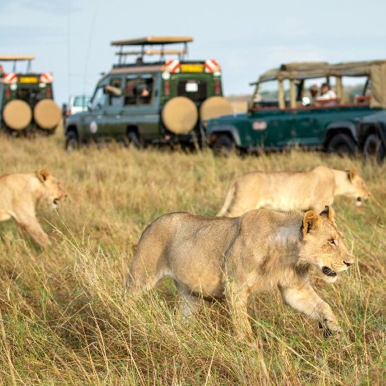 3 Day Masai Mara Safari Itinerary Big 5 + Migration
