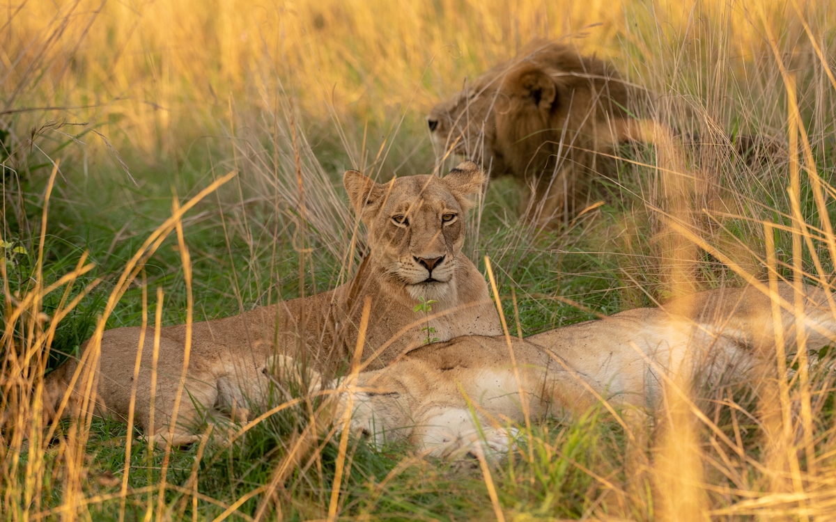 3 Day Murchison Falls Safari Wildlife + Boat Cruise from Hoima or Kampala 2026