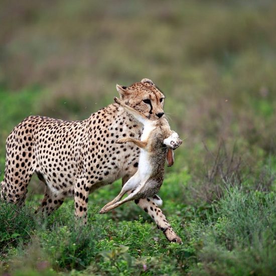 7 Day luxury Tanzania Safari