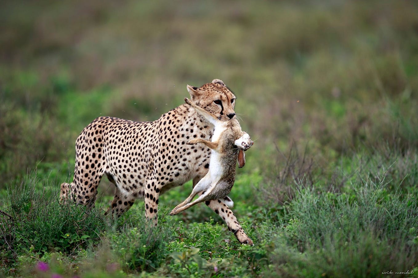7 Day luxury Tanzania Safari