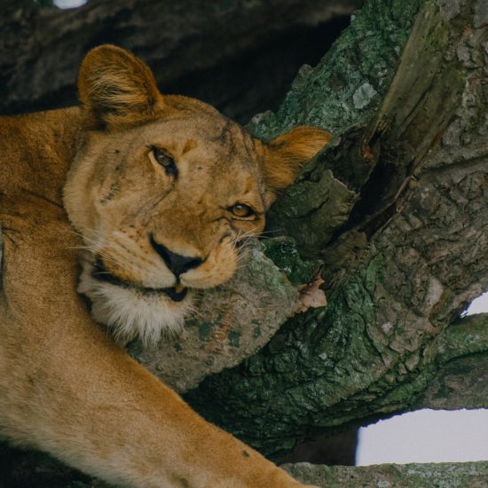 Big 5 Safari Uganda 2016 see lion, Leopard, Elephant, Buffalo, Rhino in 1 Trip
