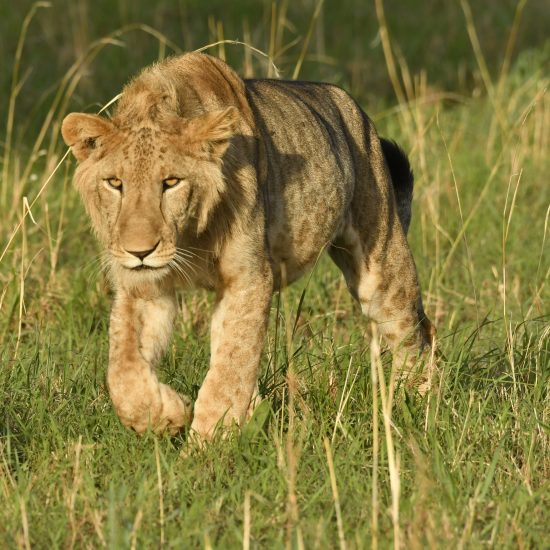 Young lion in Queen Elizabeth National Park