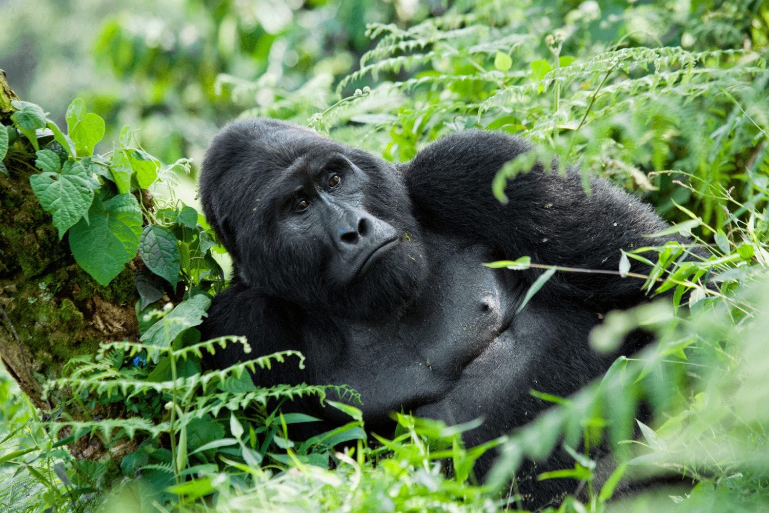 Mgahinga Gorilla National Park cheetah Safaris Uganda