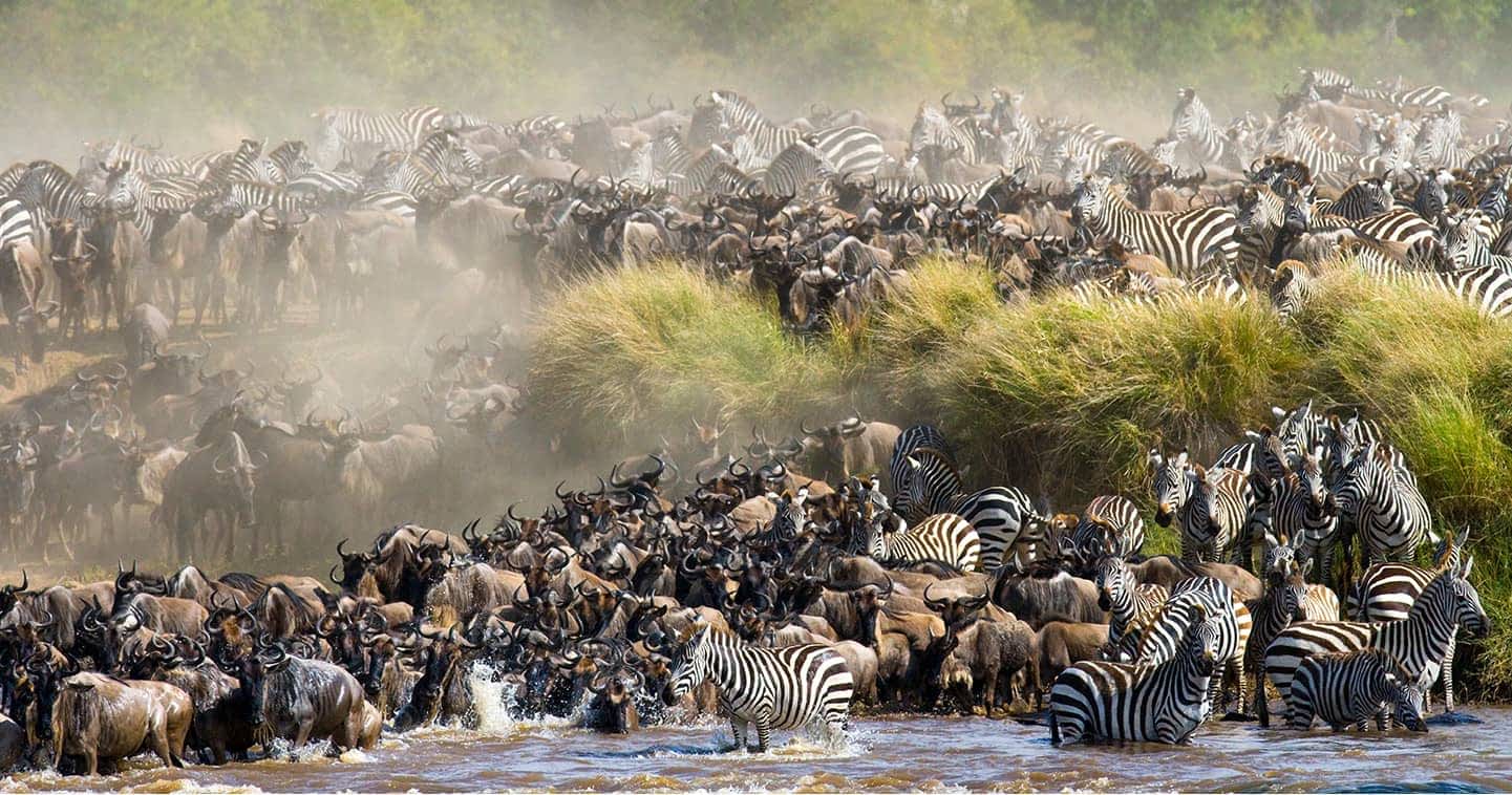 Masai Mara National Reserve 2026 | Great Migration Safari + Big 5 Kenya