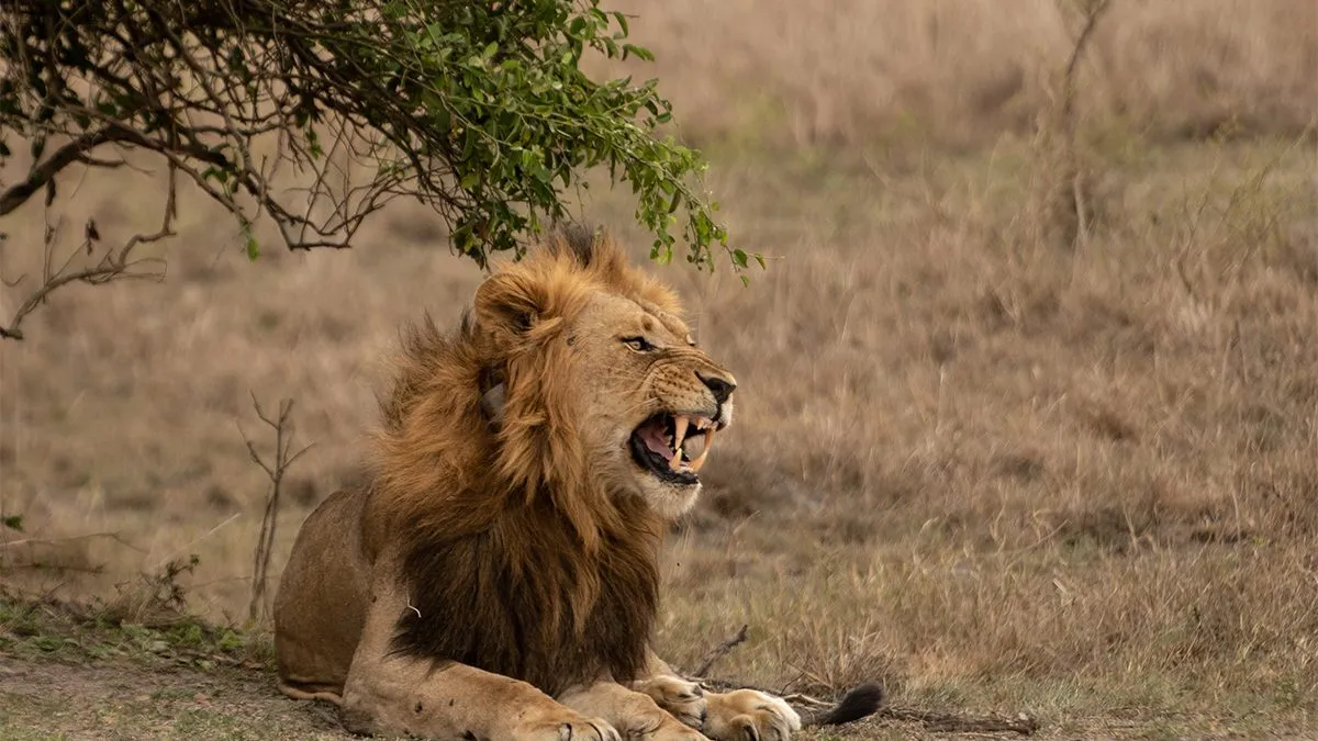 10 Day Best of Rwanda and Uganda Safari