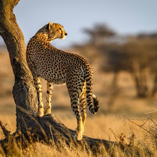 7 Day Tanzania Luxury Safari Serengeti, Ngorongoro & Tarangire