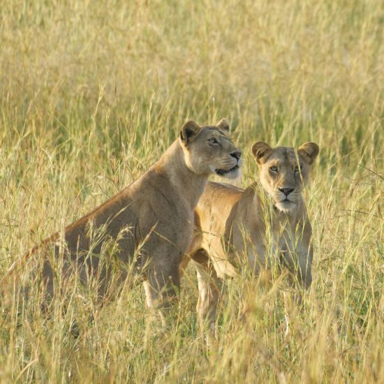 7 Days Luxury Kenya Safari