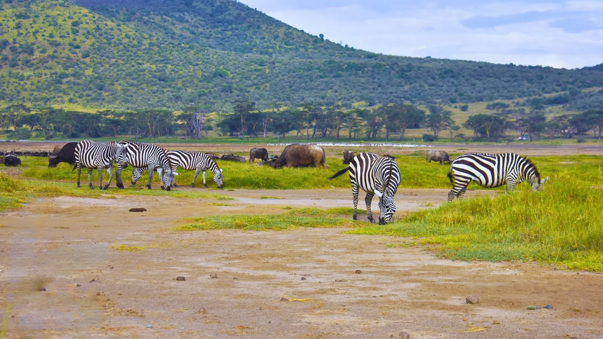 Lake Nakuru National Park Kenya Wildlife, Flamingos, Safari & Travel Tips
